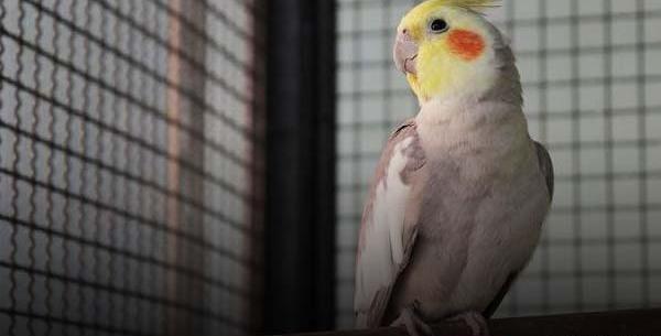 عکس عروس هلندی سینامون