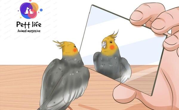 عکس عروس هلندی سینامون