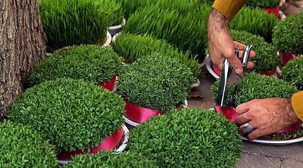 عکس سبزه عید با عروسک