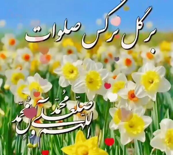 عکس گل نرگس با کیفیت عالی