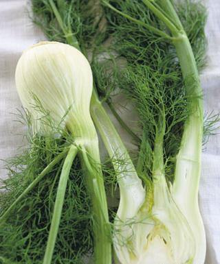عکس رازیانه گیاه