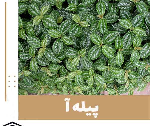 عکس گل پیچک خانگی