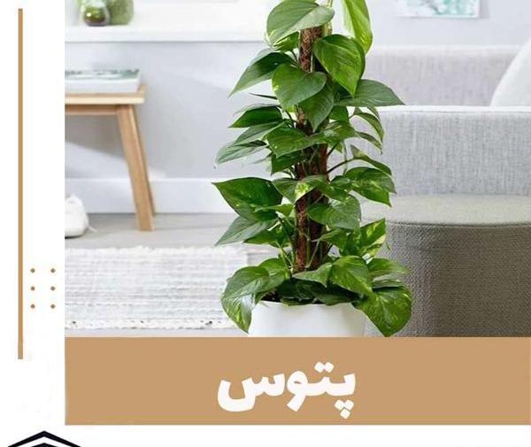 عکس گل پیچک خانگی