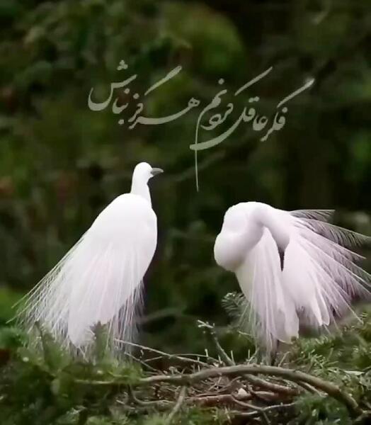 عکس نوشته دلداده ی توام