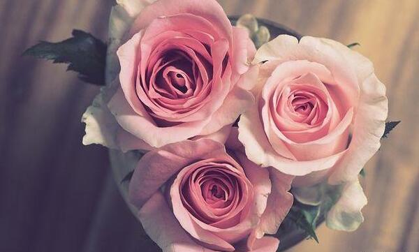 عکس گلهای زیبا پروفایل