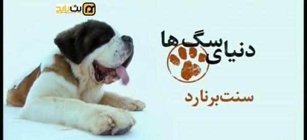 عکس های سگ افغانستان