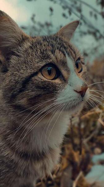 عکس گربه و دختر برای پروفایل