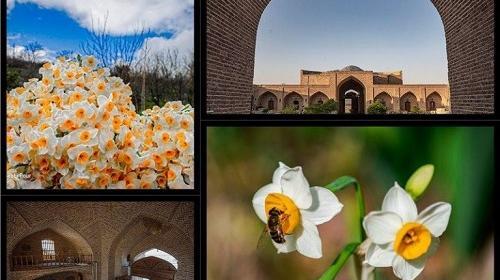 عکس گل نرگس کنار دریا