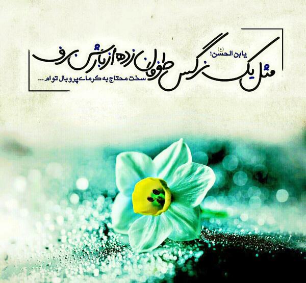 عکس گل نرگس کنار دریا
