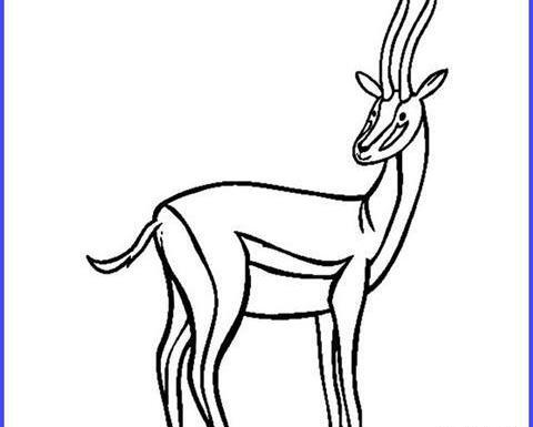 عکس آهو ساده