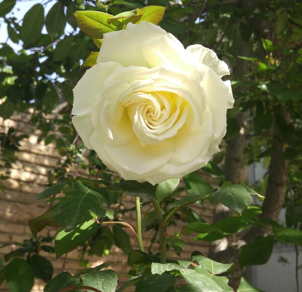 عکس گل رز در حیاط