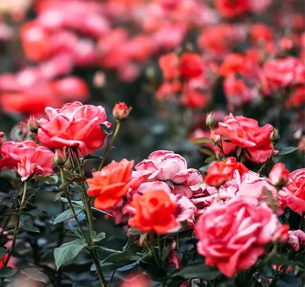 عکس گل رز در حیاط