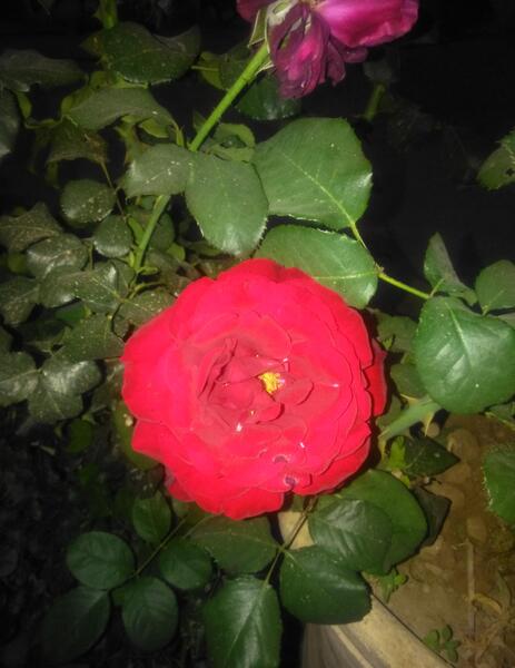 عکس گل رز در حیاط