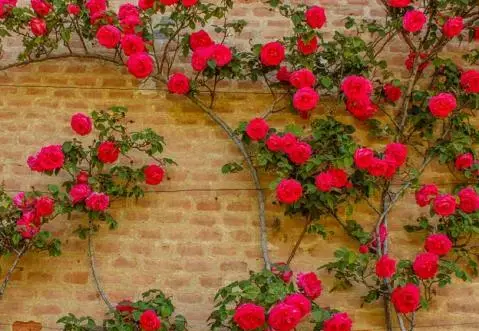 عکس گل رز در حیاط