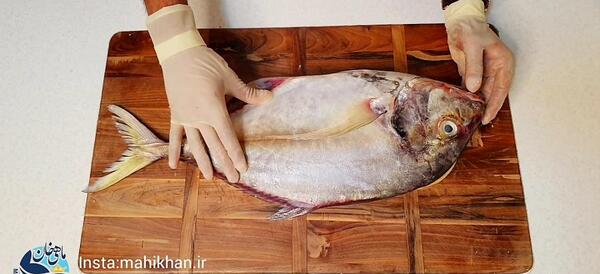عکس ماهی سلیمانی