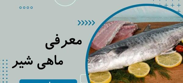 عکس ماهی سلیمانی