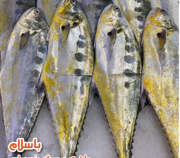 عکس ماهی سلیمانی