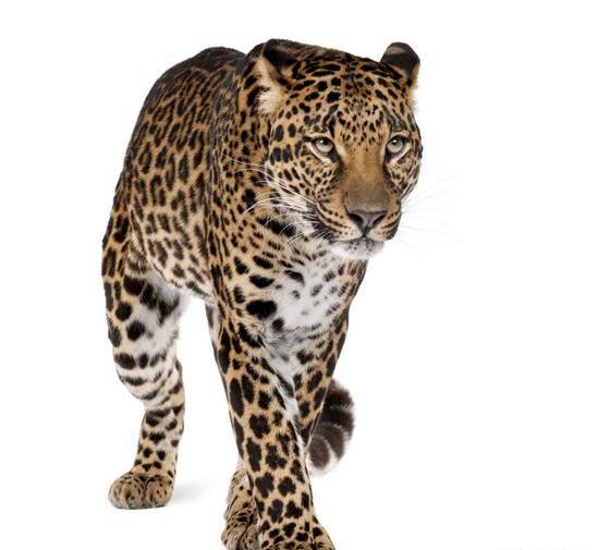 عکس پلنگ نشسته