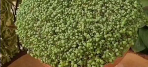 عکس سبزه گندم با خوشه