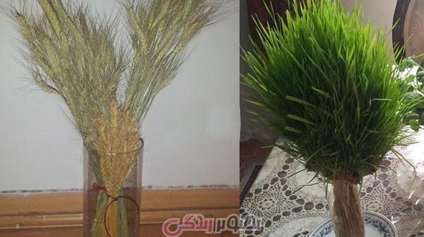عکس سبزه گندم با خوشه