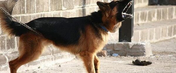 عکس سگ نگهبان گله