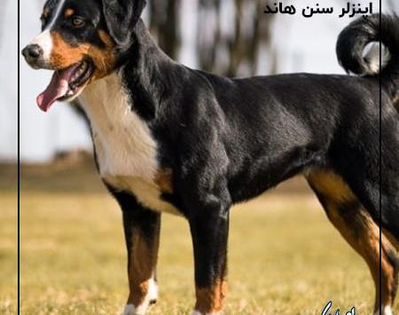 عکس سگ نگهبان گله