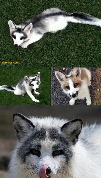 عکس روباه اریایی