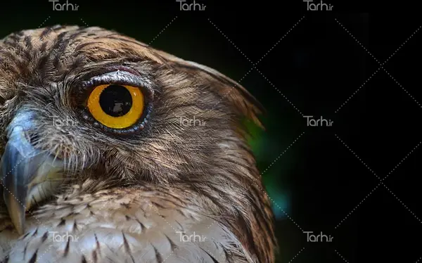 عکس جغد برای طراحی