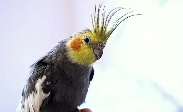 عکس عروس هلندی خاکستری ماده