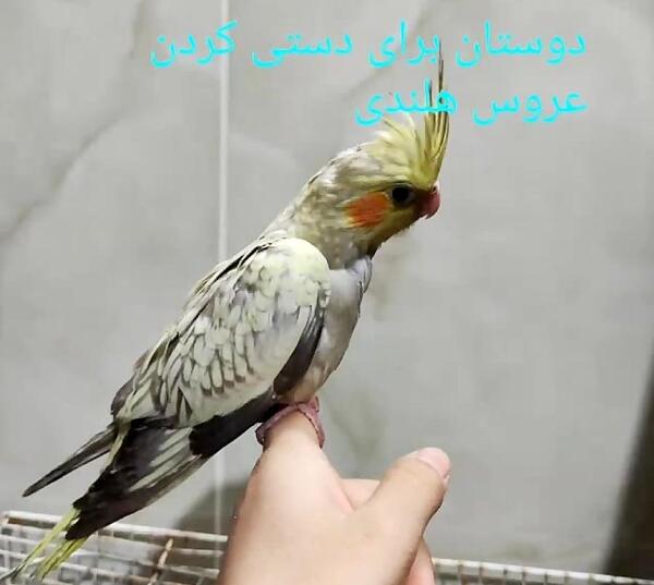 عکس عروس هلندی خاکستری ماده