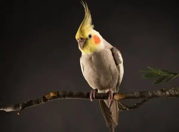 عکس عروس هلندی خاکستری ماده