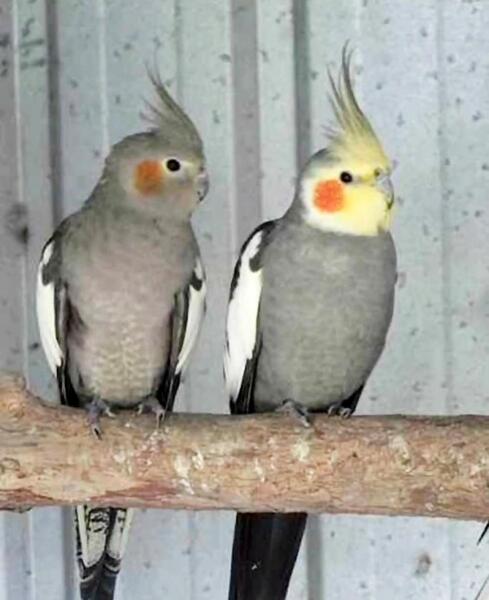 عکس عروس هلندی خاکستری ماده