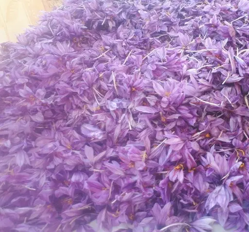 عکس زعفران خراسان رضوی