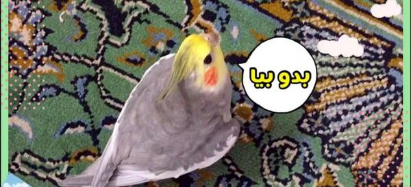 عکس عروس هلندی طوسی سفید