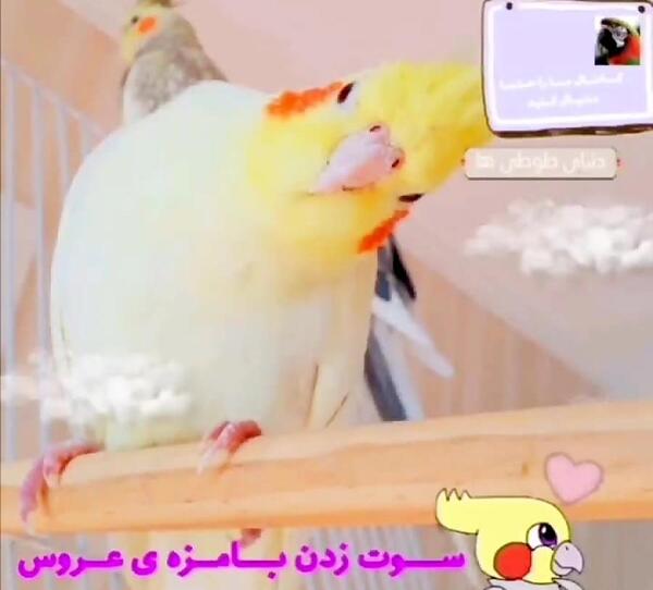 عکس عروس هلندی طوسی سفید