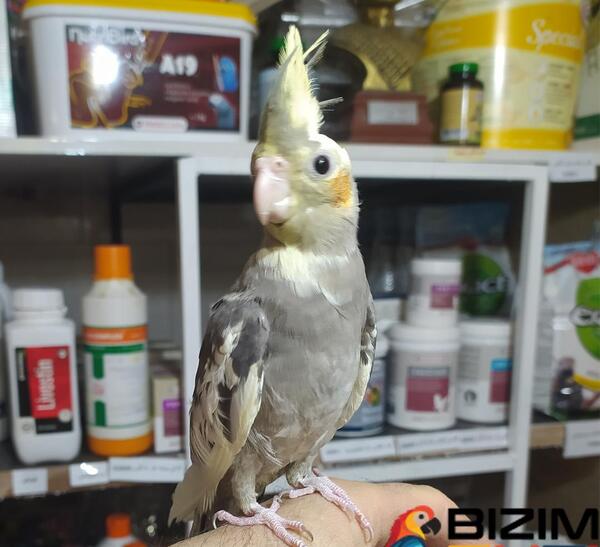 عکس عروس هلندی طوسی سفید