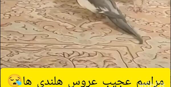 عکس عروس هلندی طوسی سفید