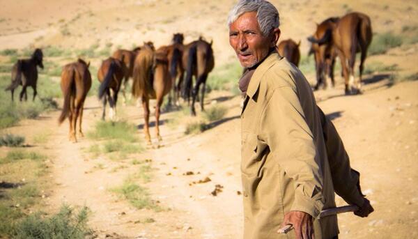عکس اسب شمالی