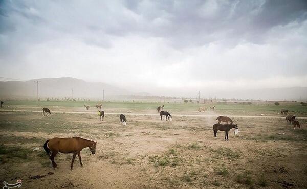 عکس اسب شمالی