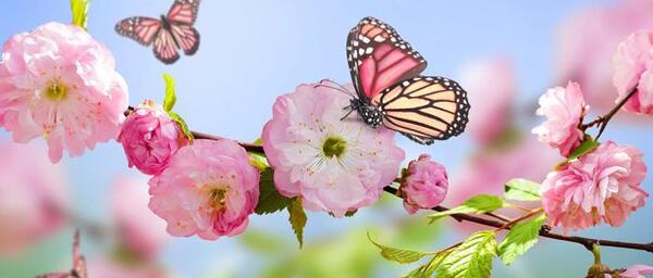 عکس پروفایل بهار