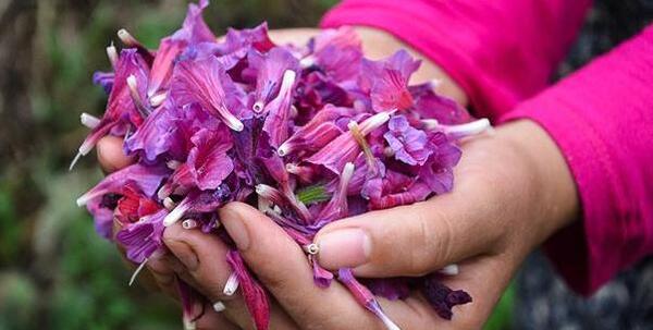 عکس گاوزبان