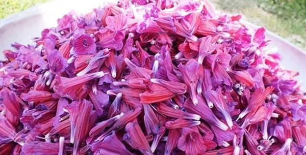 عکس گاوزبان