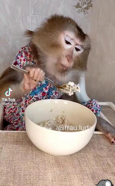 عکس میمون در حال غذا خوردن