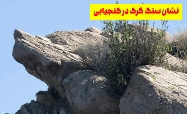 عکس گرگ روی صخره