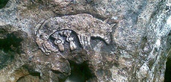 عکس گرگ روی صخره