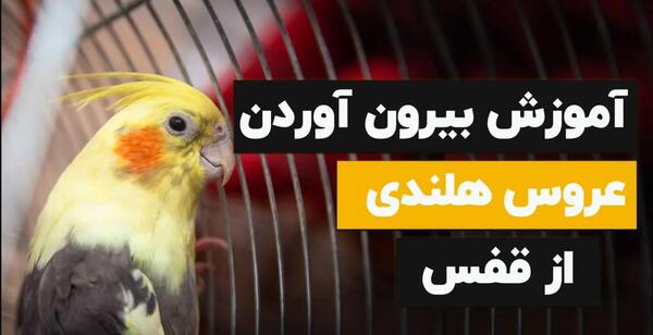 عکس دوچرخه عروس هلندی