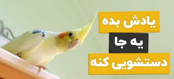عکس دوچرخه عروس هلندی
