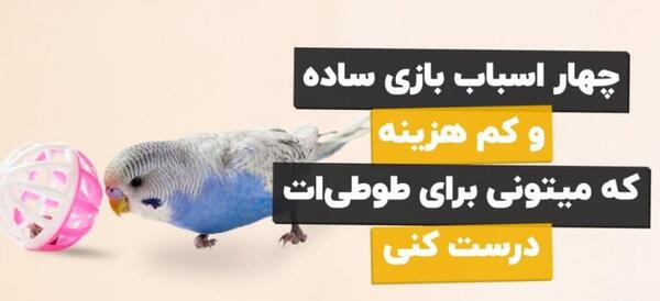 عکس دوچرخه عروس هلندی