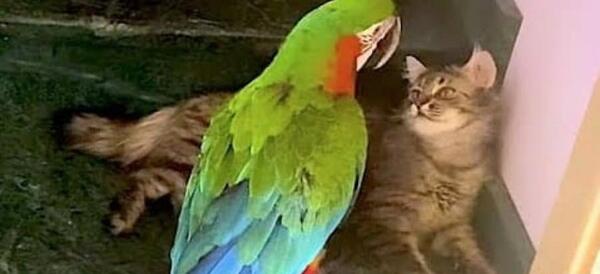 عکس دوچرخه عروس هلندی
