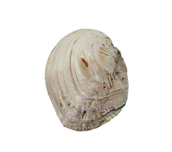 عکس صدف مروارید ساز